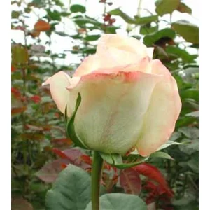 Роза "Belleperle"