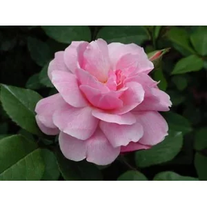 Роза "Blush"