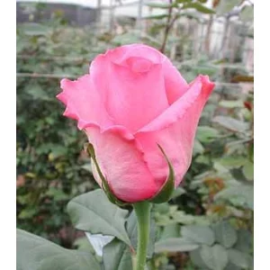 Роза "Eliza"